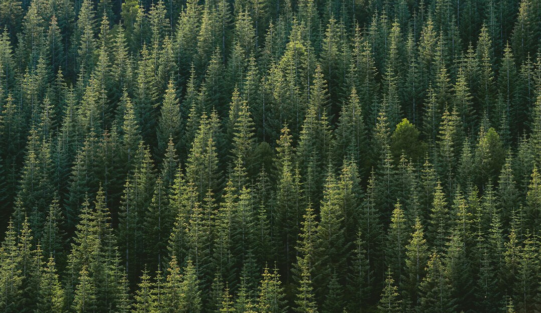Dense green forest with tall trees