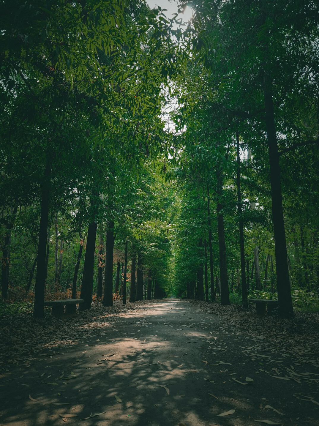 Hiking path through a green forest
