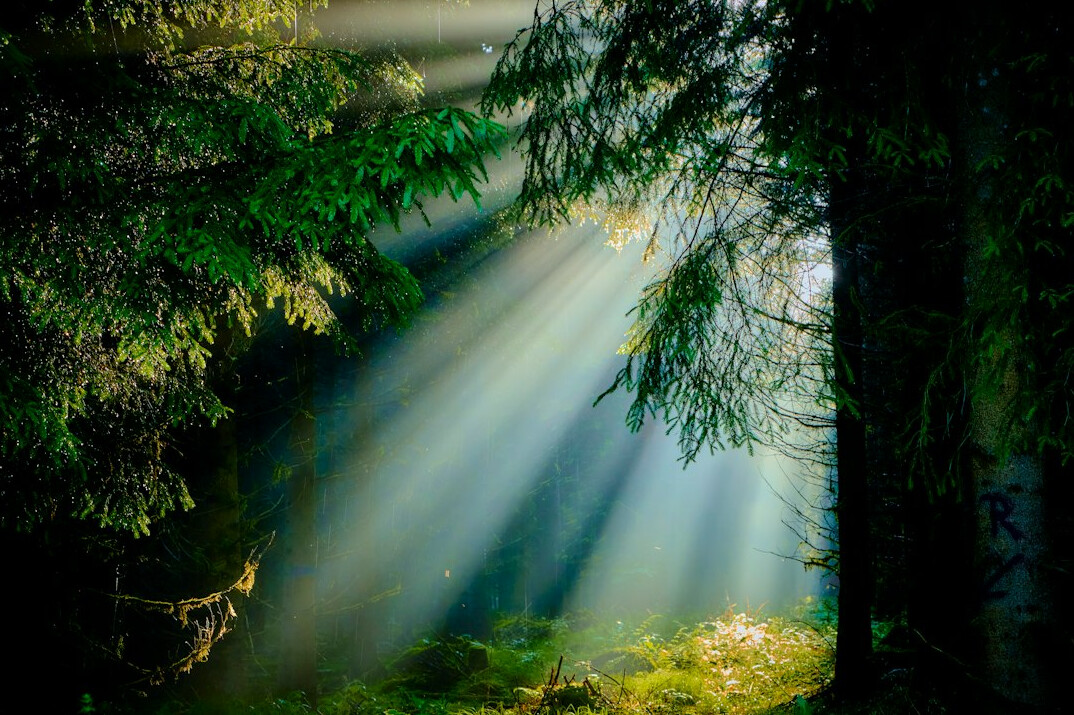 Sunlit forest with tall trees and light rays