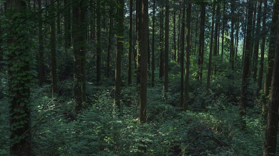 lush green forest