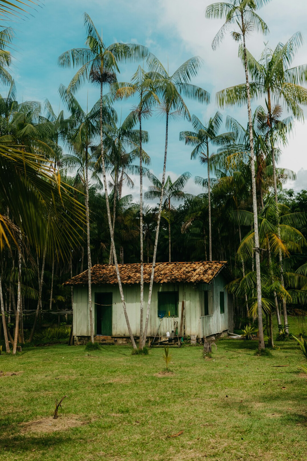 brazilian amazon rainforest