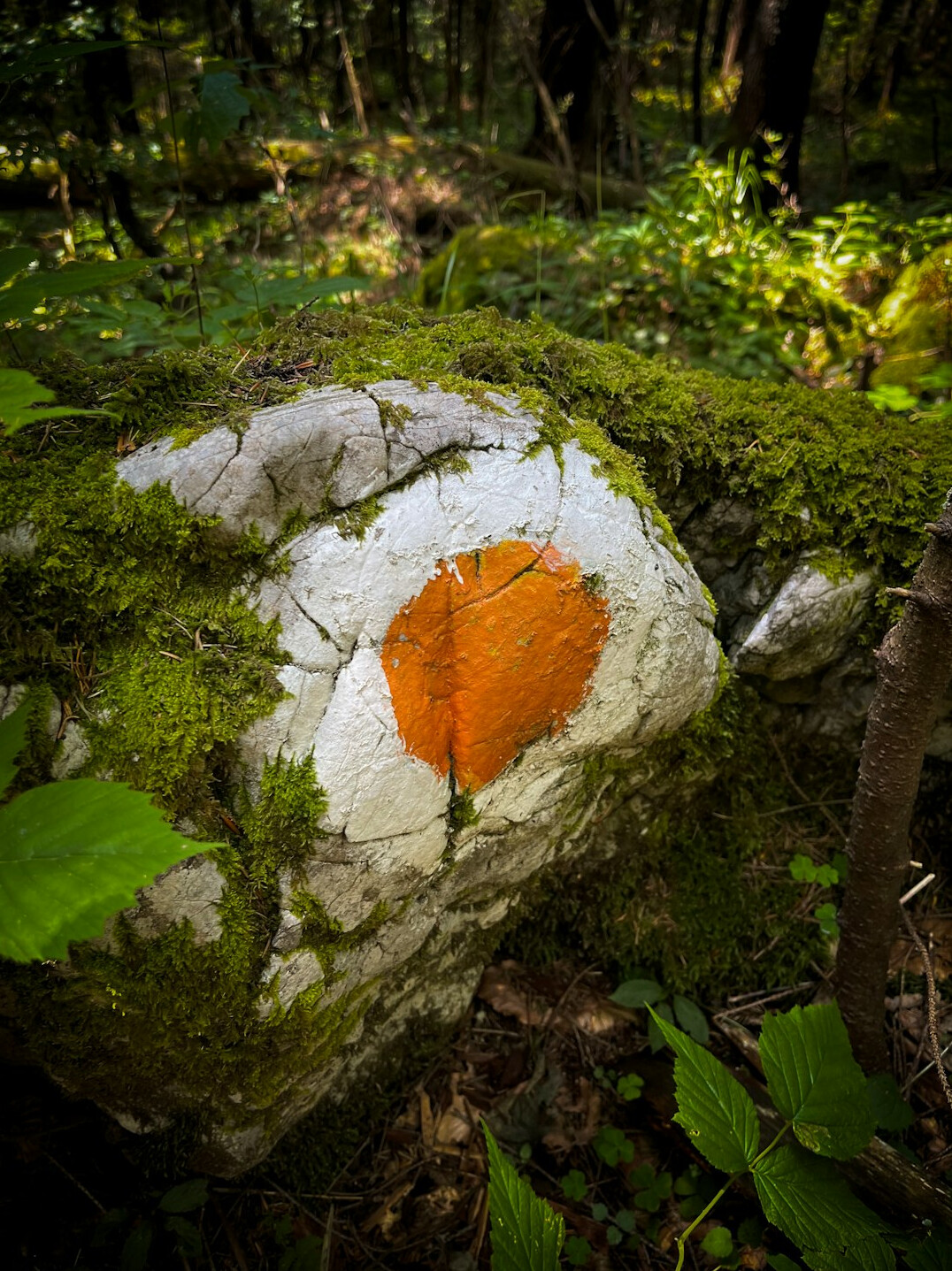 brazilian biodiversity hotspot